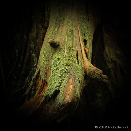 Vieux poulpe des bois, Vosges